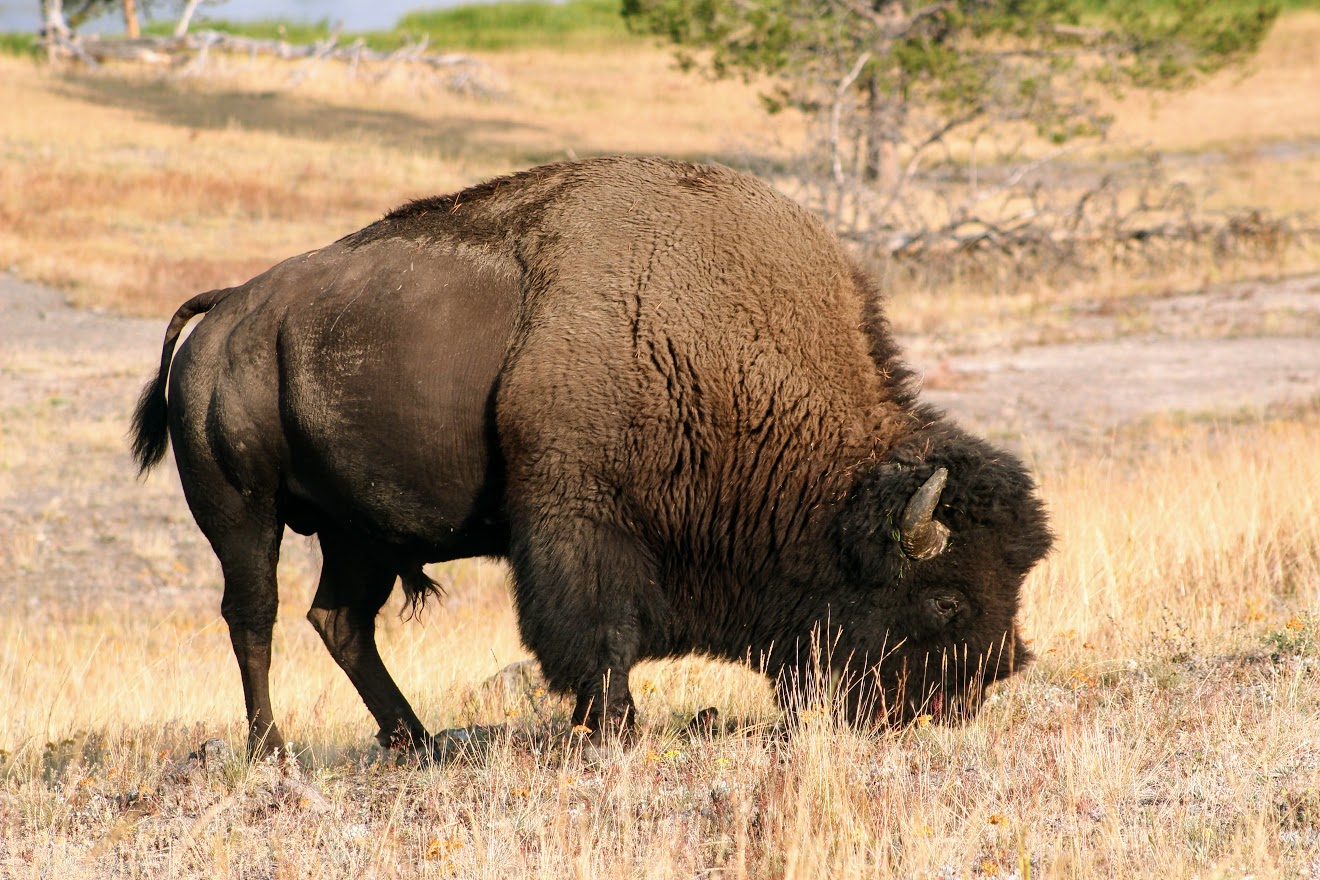 Bison Photo